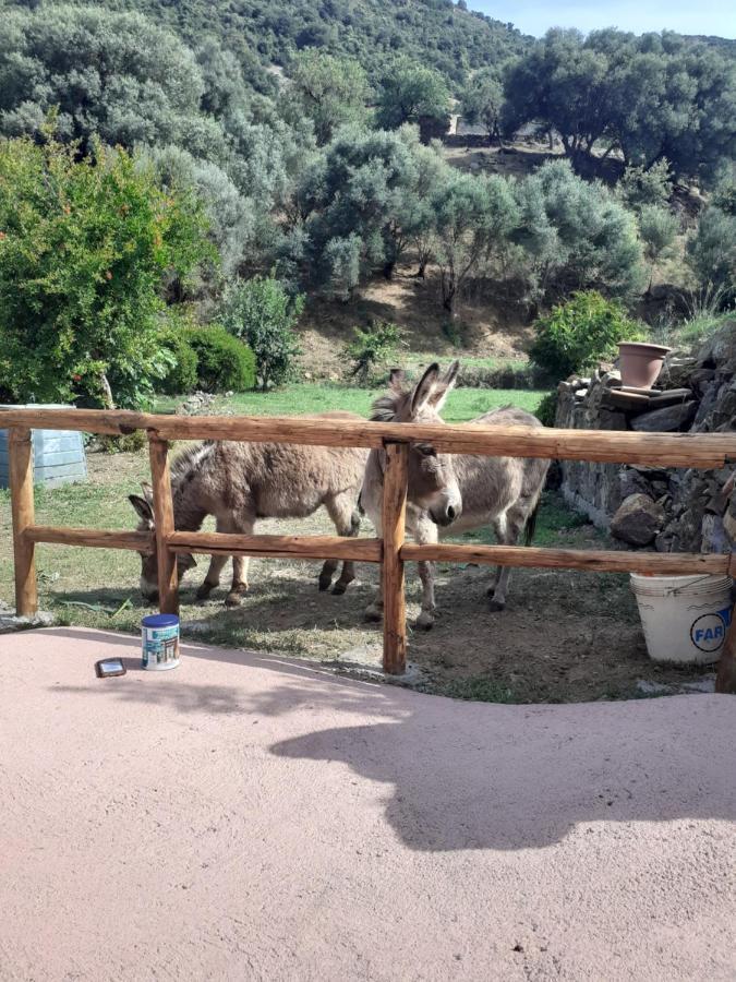 B&B Sa Funtana Cardedu Dış mekan fotoğraf